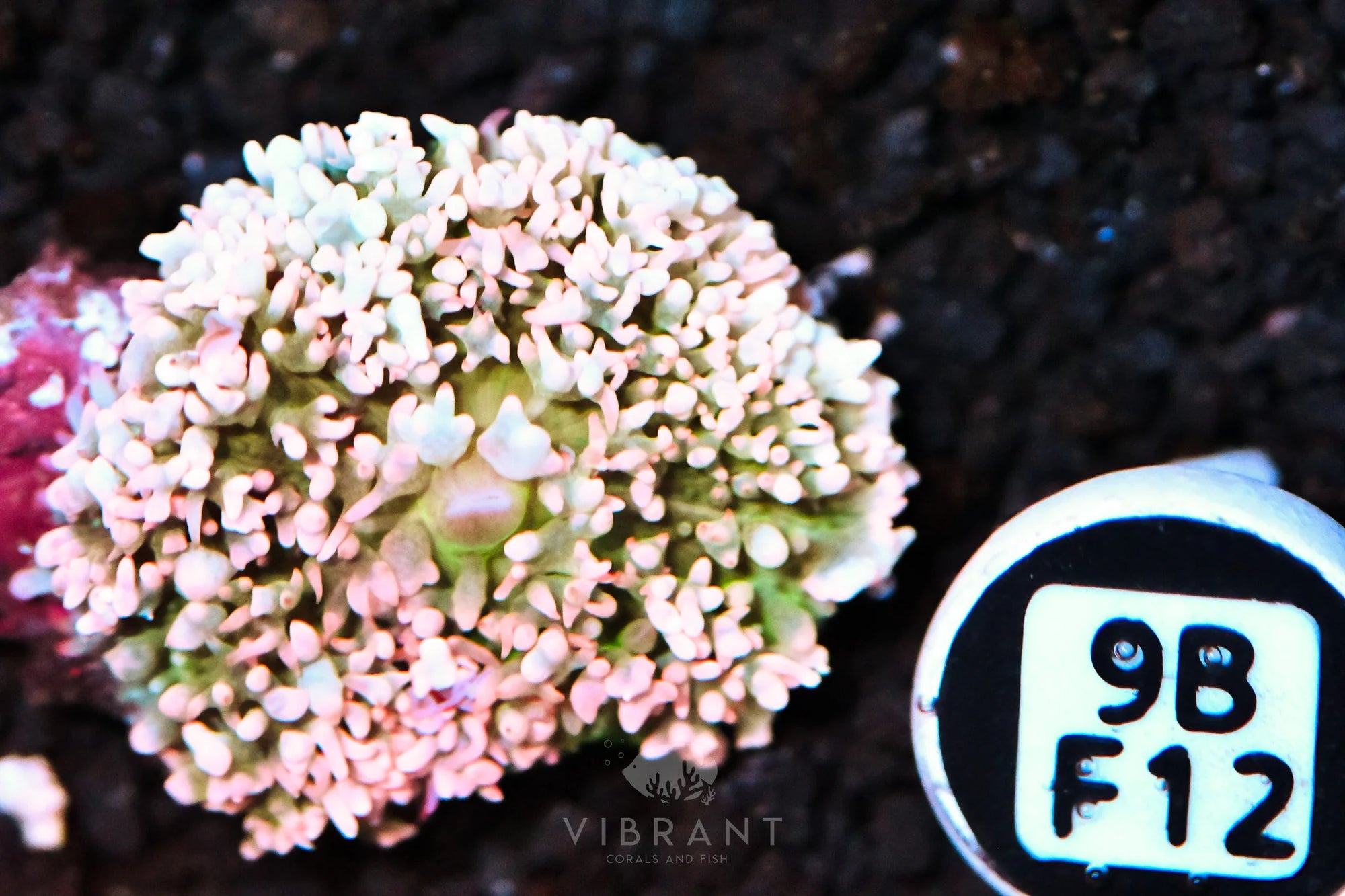 St Thomas Mushroom