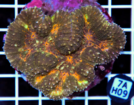 Symphyllia INDO