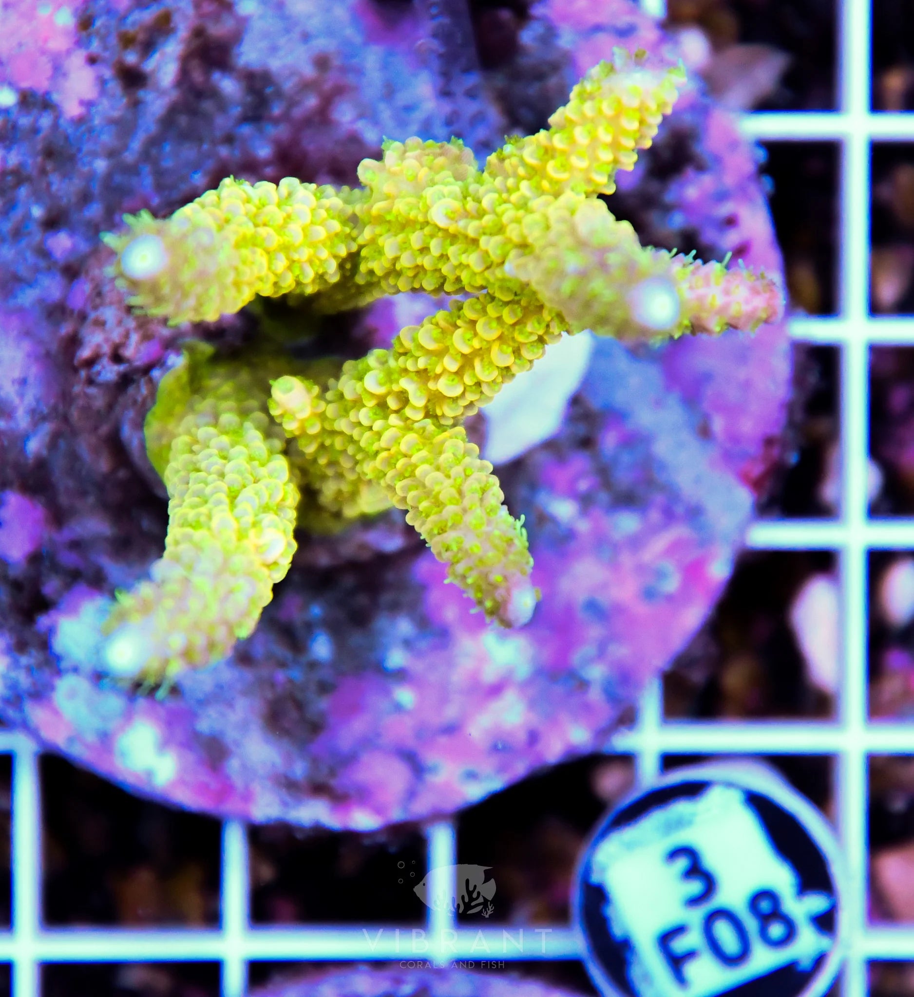 Acro INDO