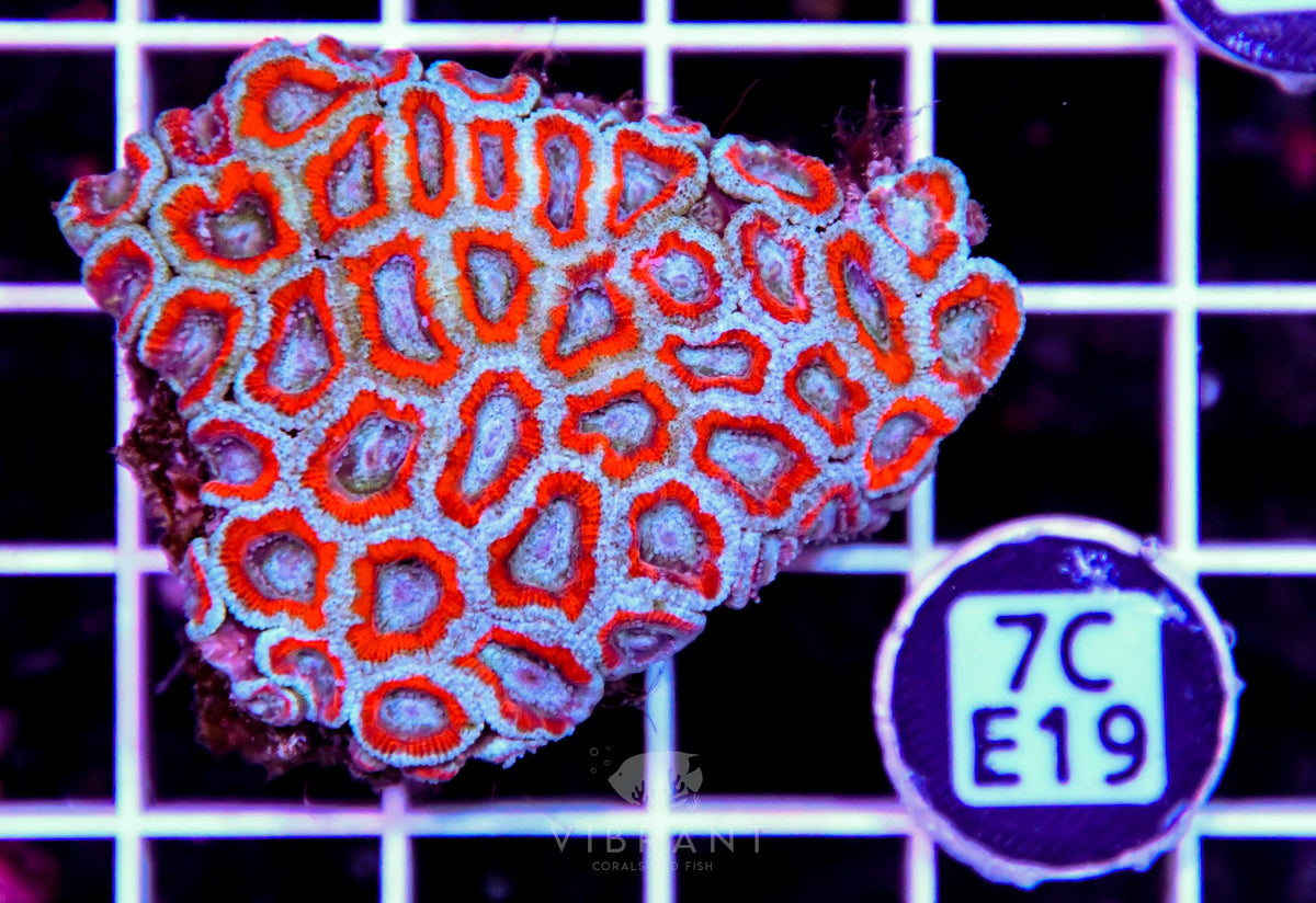 Micromussa INDO