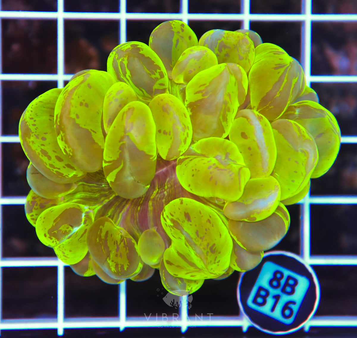 Bubble Coral INDO