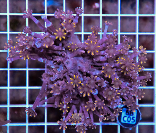 Clove Polyp INDO W