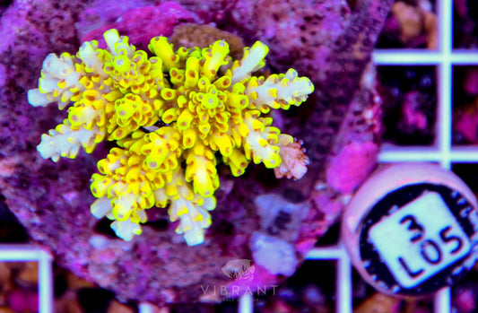 Acro INDO