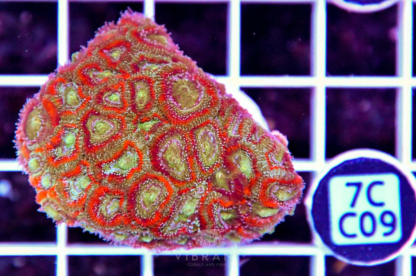 Micromussa INDO