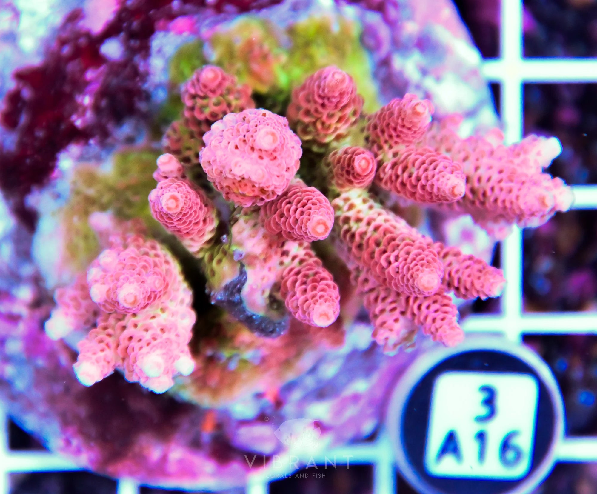 Acro INDO