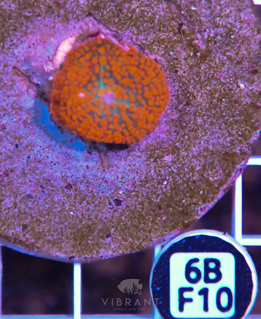 Mushroom INDO