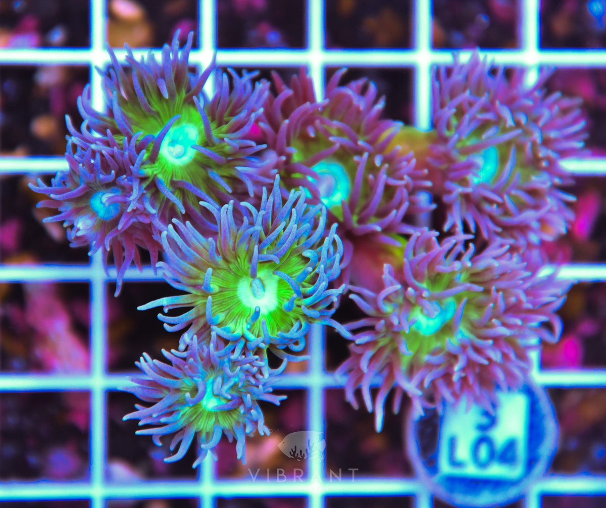 Duncan Colony AUS