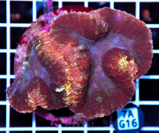 Symphyllia INDO