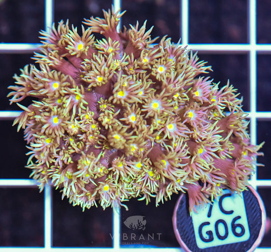 Frag Goniopora WAUS