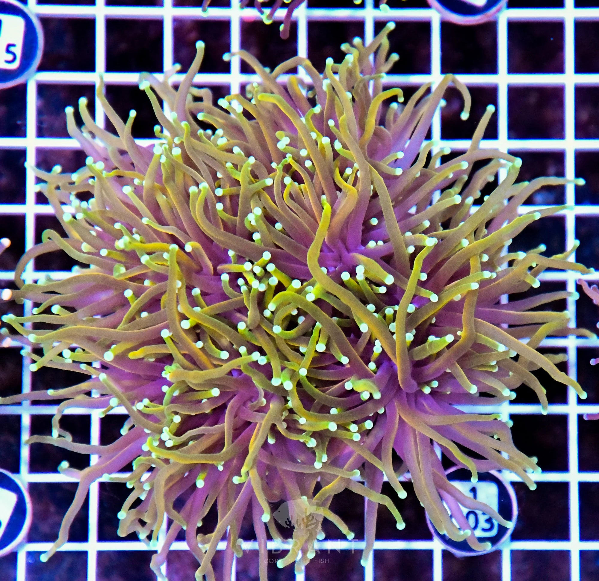 Torch INDO Colony