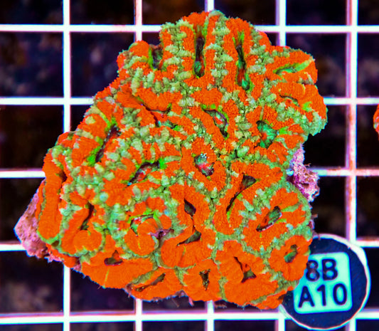 Micromussa WAUS