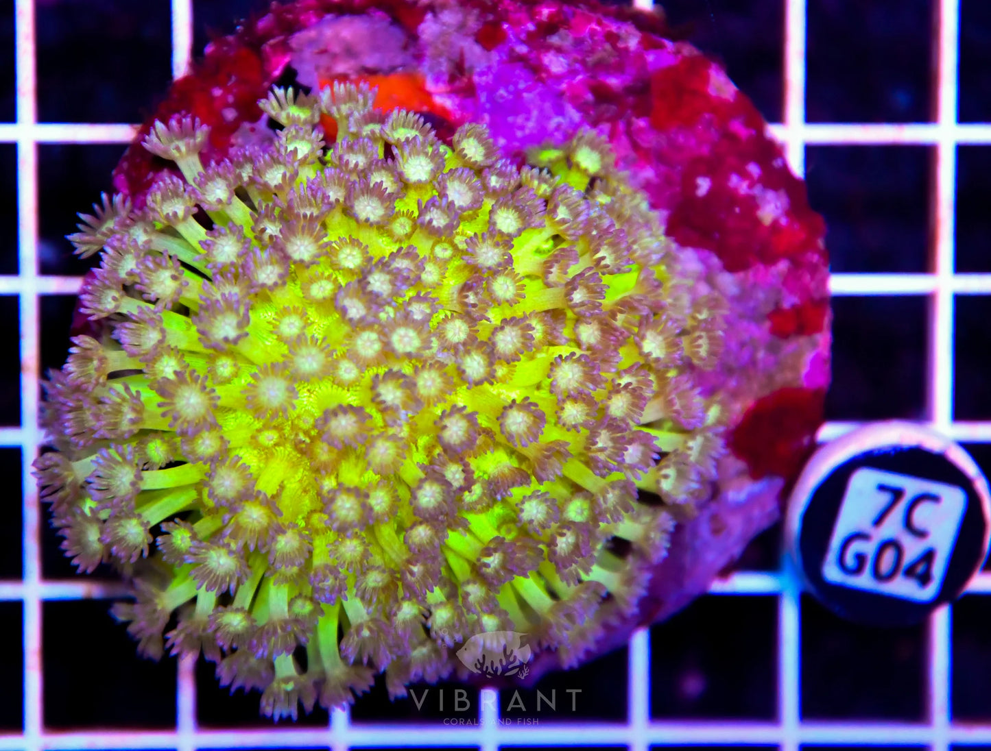 Goniopora INDO