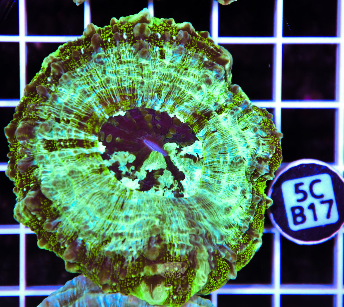 Acanthophyllia AUS