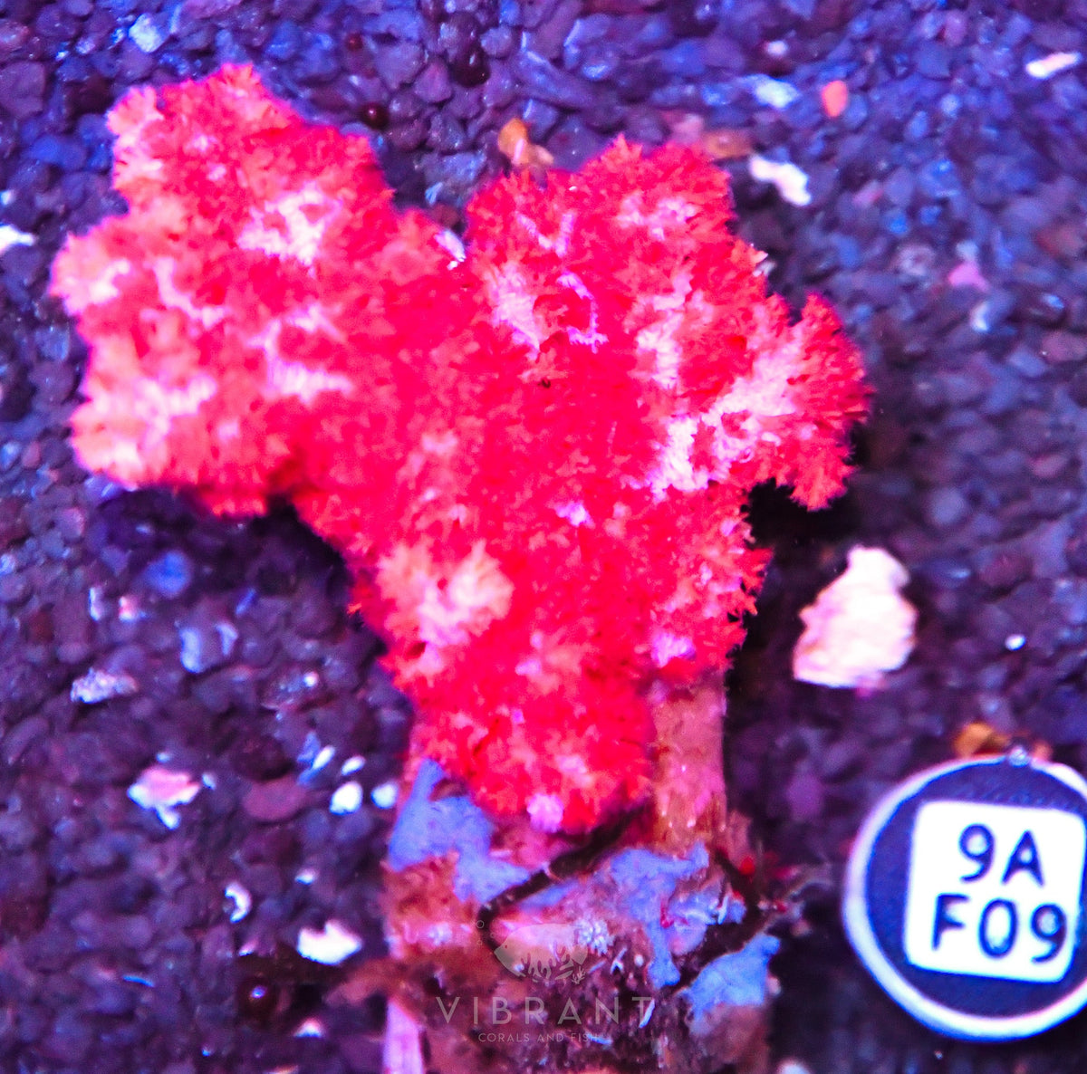 Carnation Coral INDO W