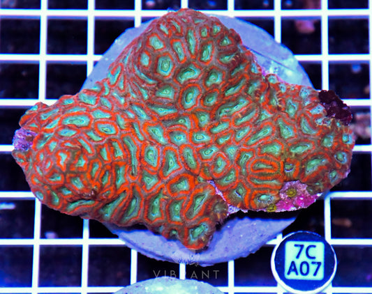 Micromussa INDO