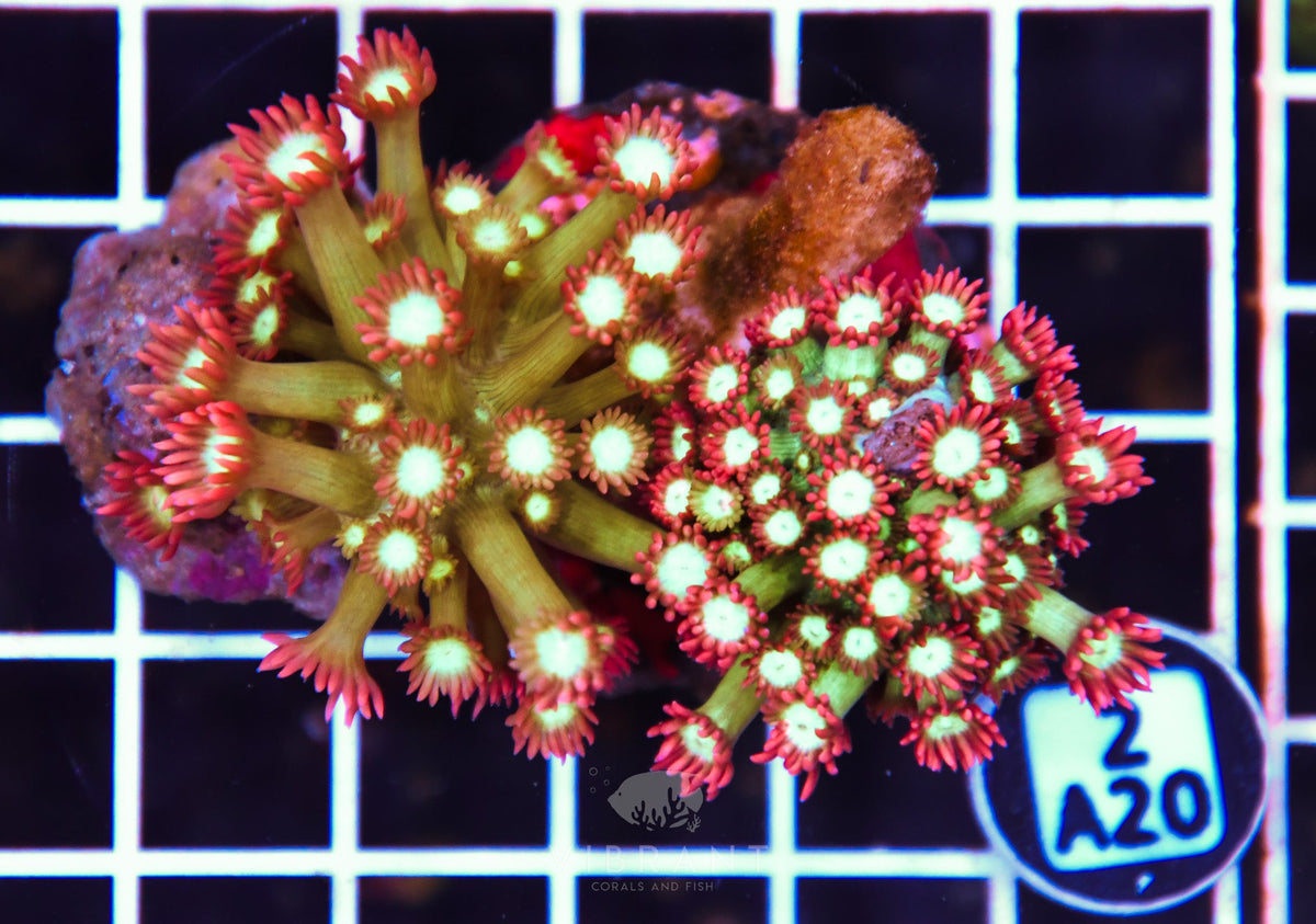 Goniopora INDO