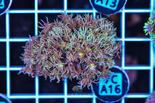 Frag Goniopora WAUS