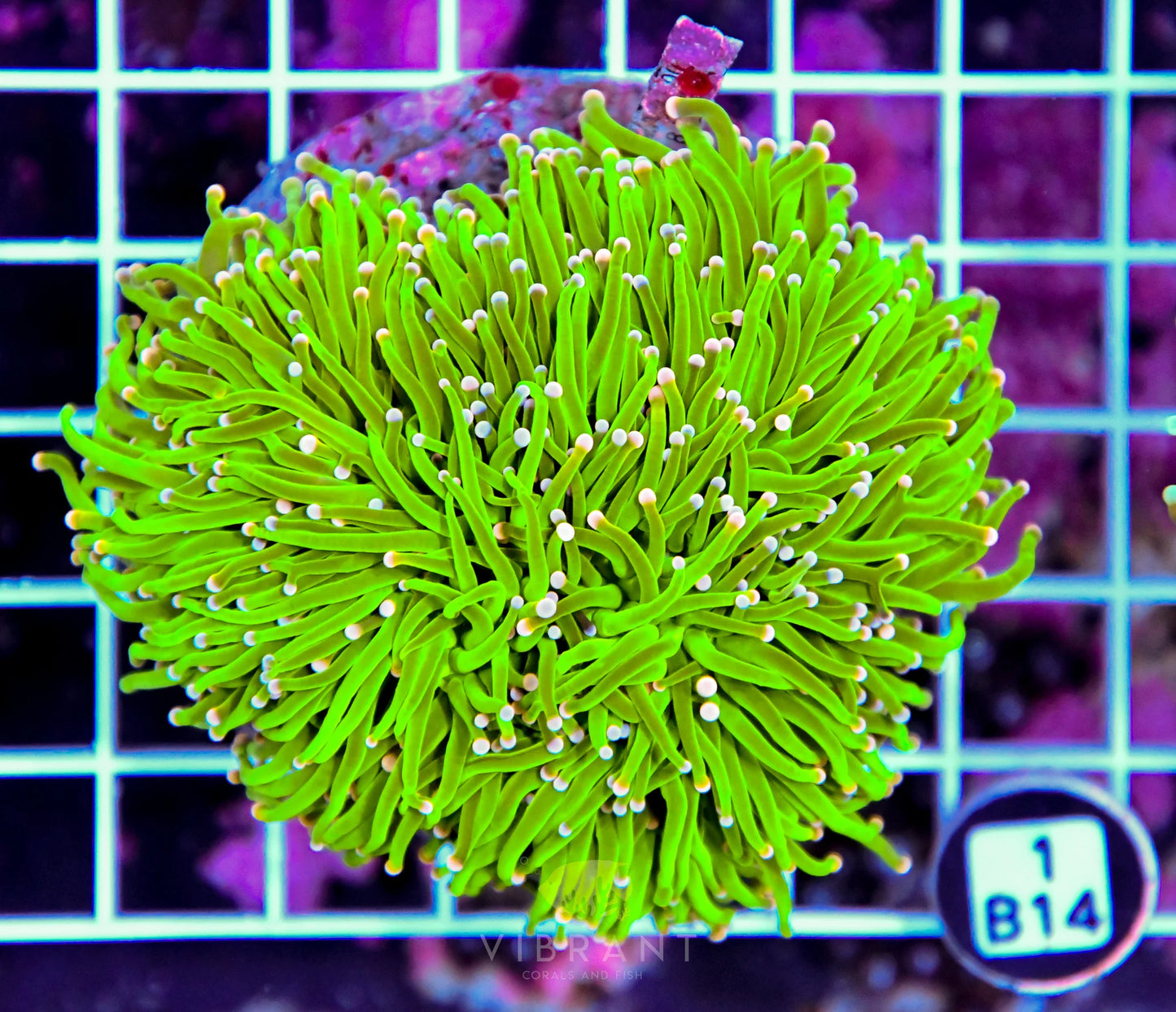Torch INDO
