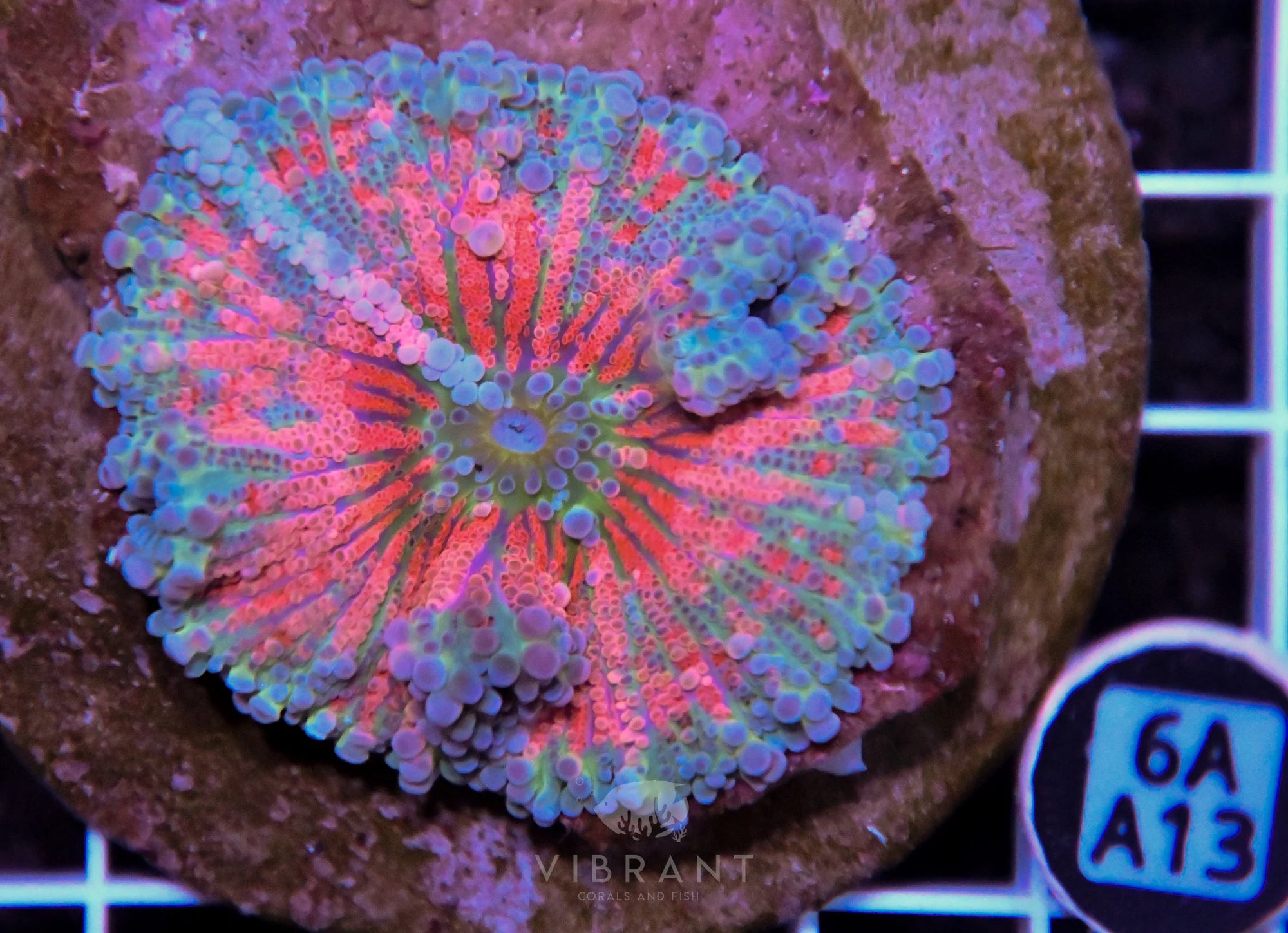 Mushroom INDO XL