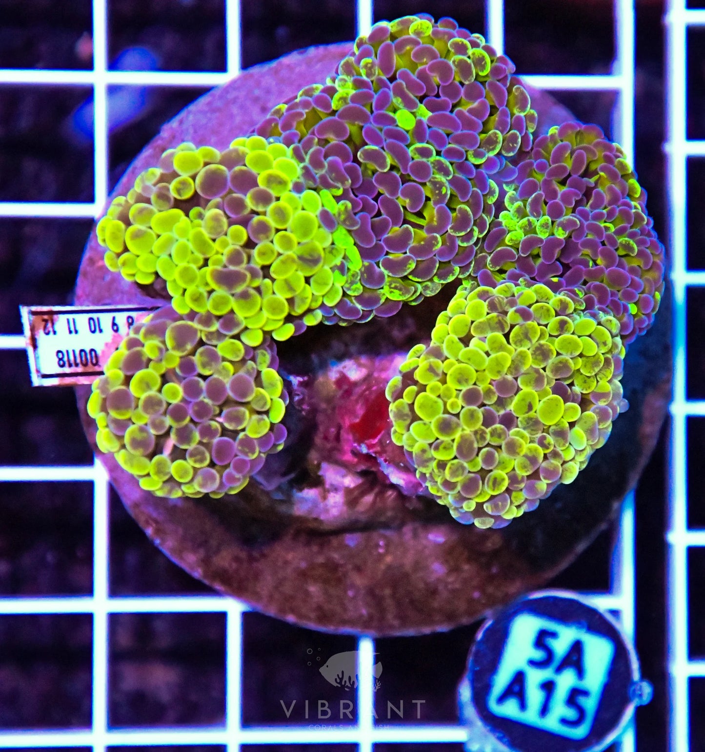 Hammer Branching INDO