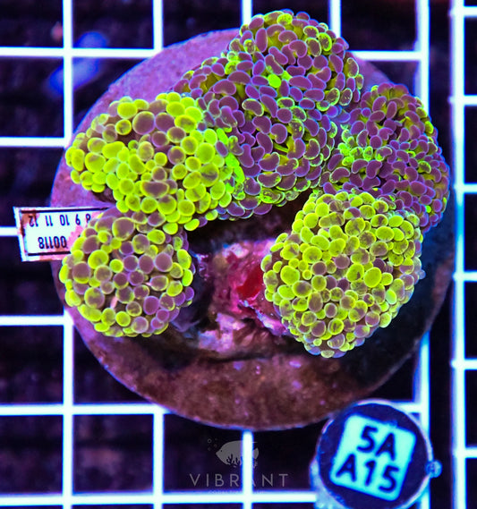 Hammer Branching INDO