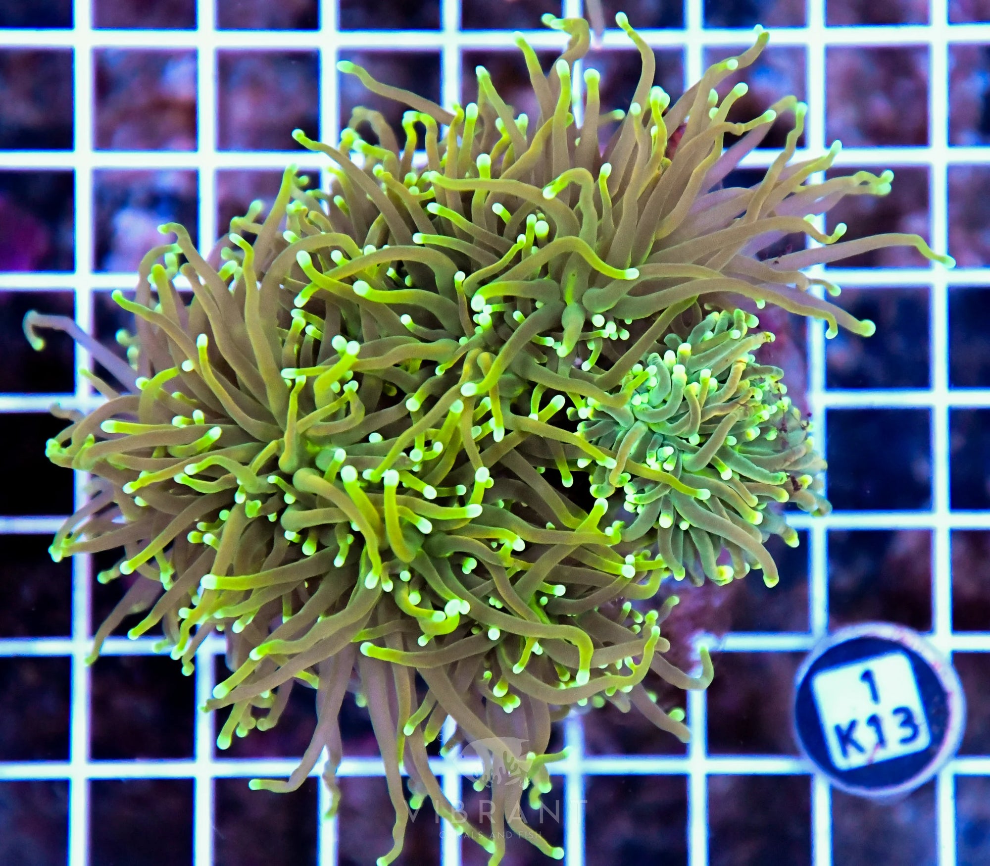 Torch INDO Colony
