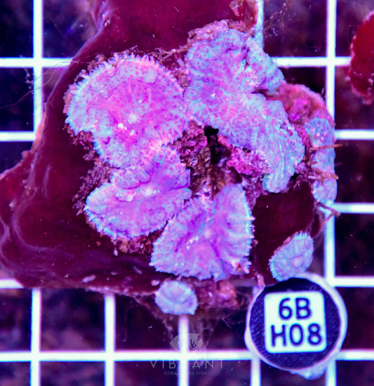 Mushroom INDO
