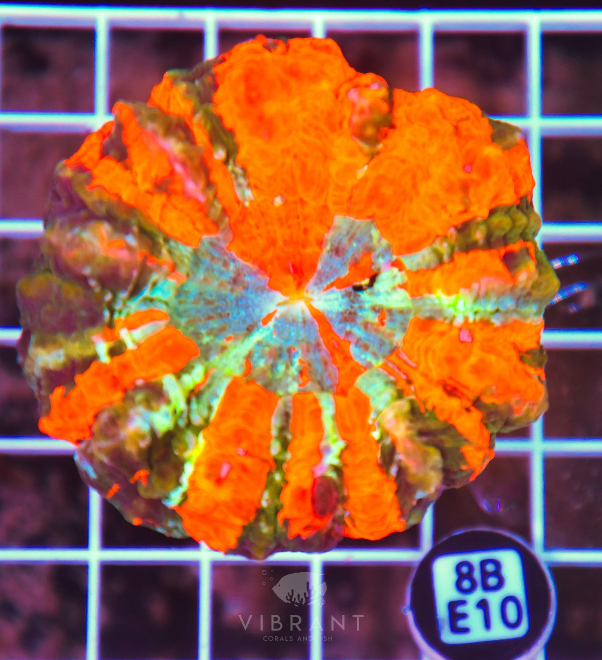 Acanthophyllia INDO