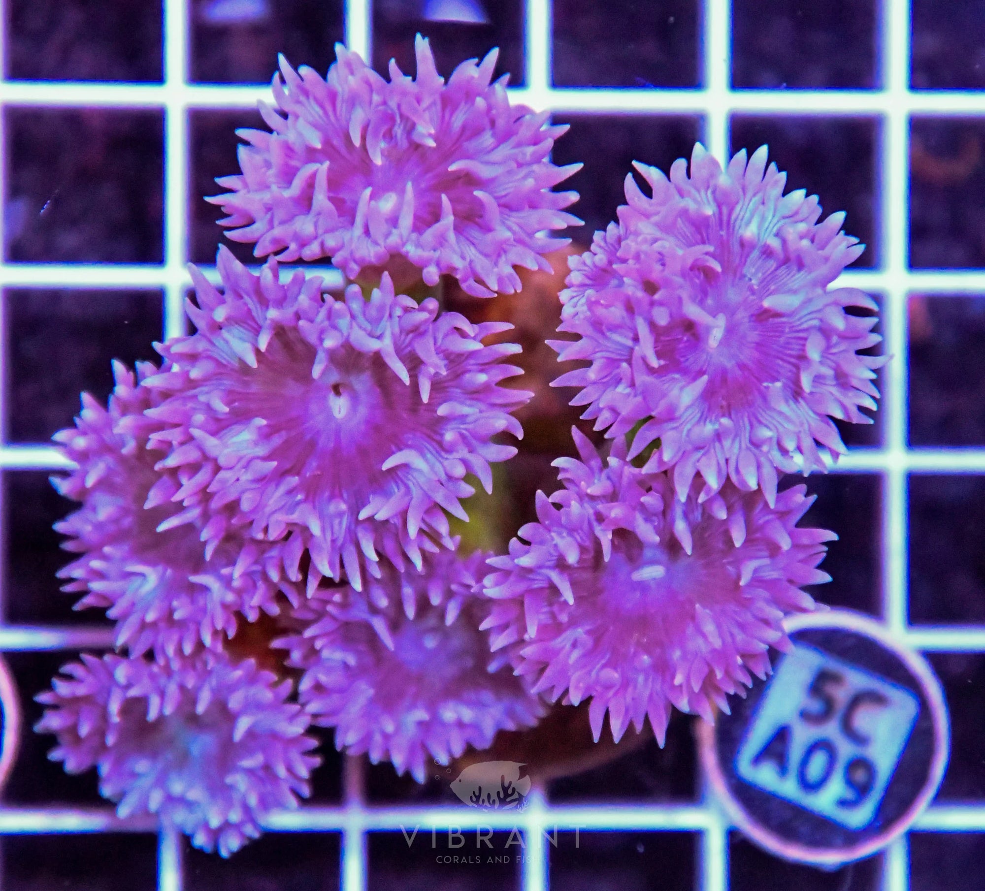 Duncun Polyp Colony AUS