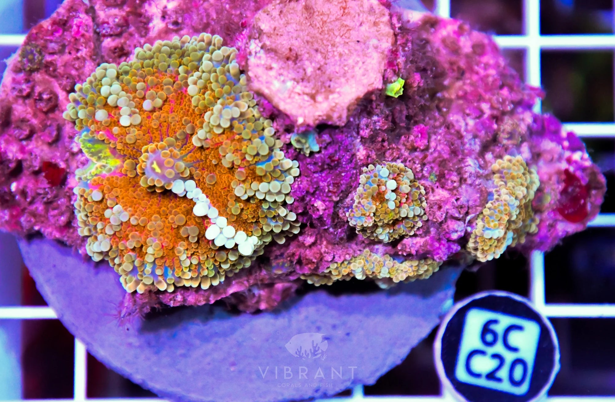 Mushroom INDO