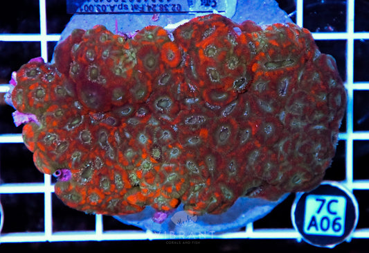 Micromussa INDO