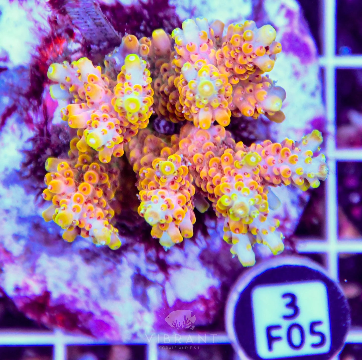 Acro INDO