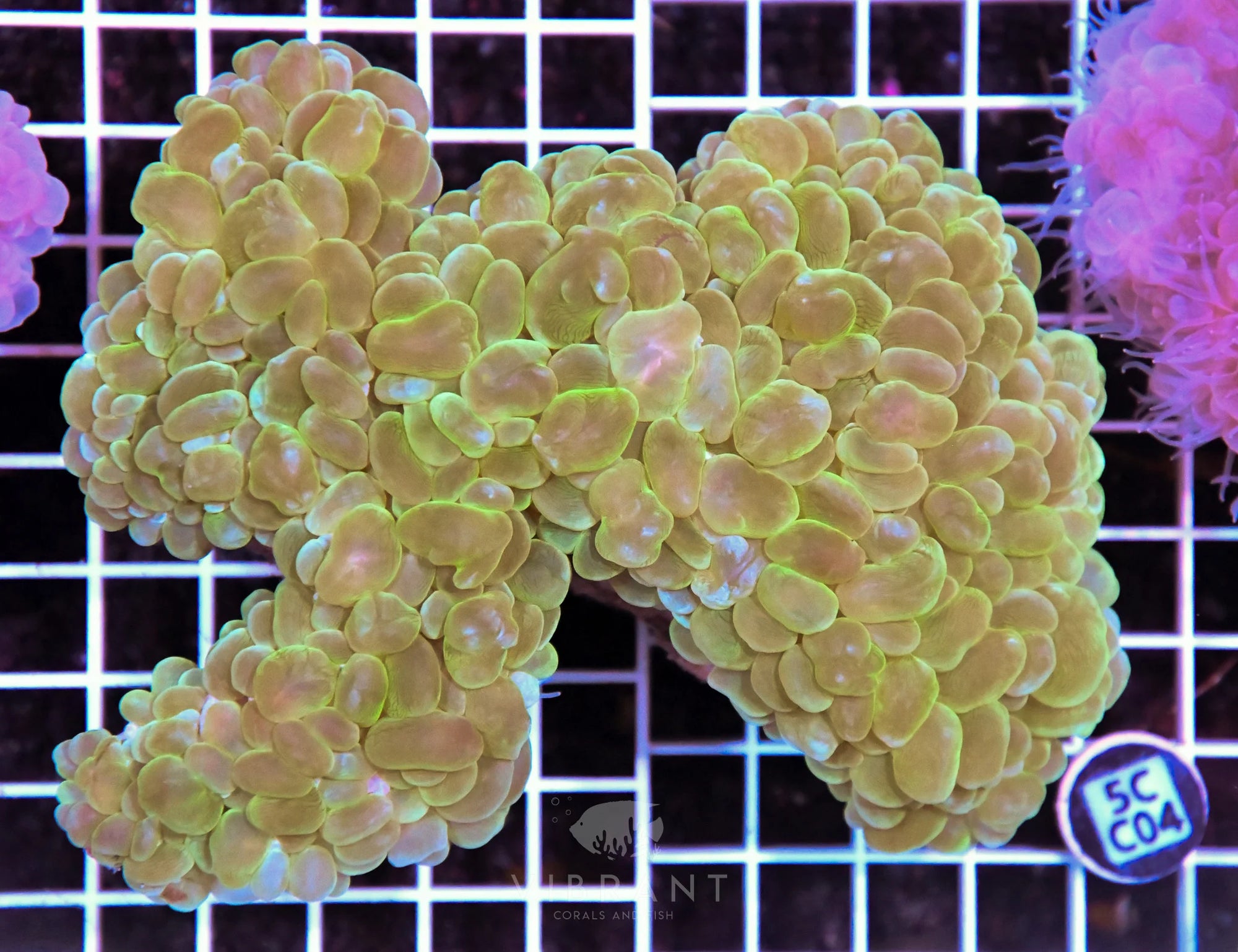 Bubble Coral AUS