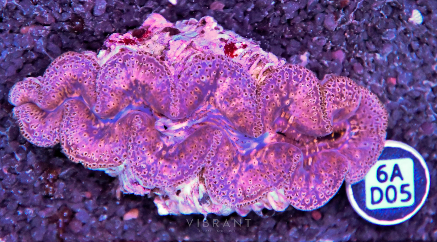 Clam NINGALOO