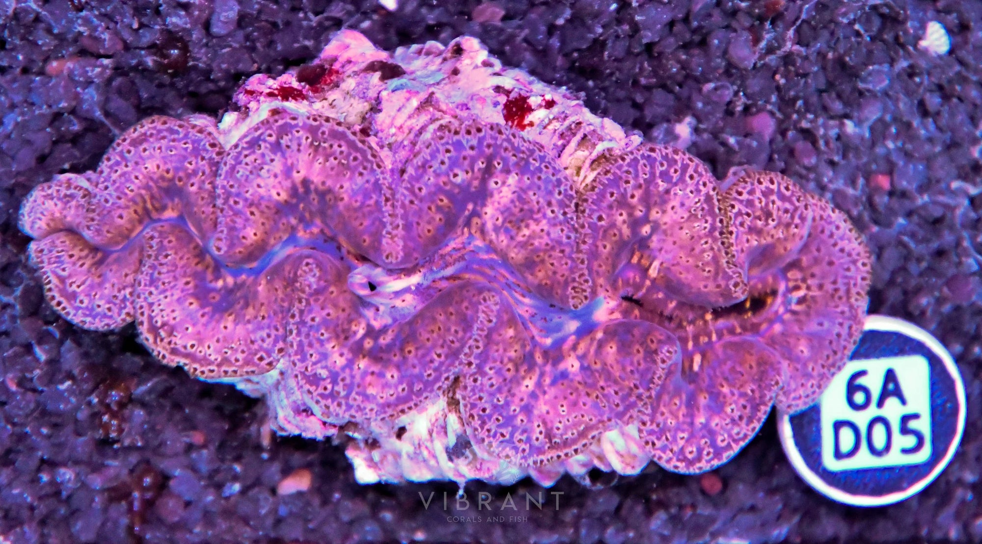 Clam NINGALOO