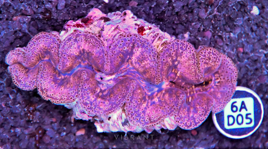Clam NINGALOO