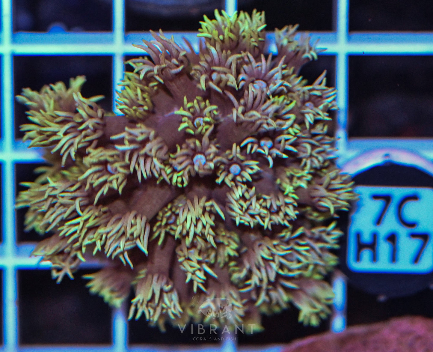 Frag Goniopora WAUS