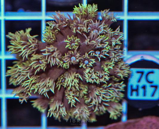 Frag Goniopora WAUS
