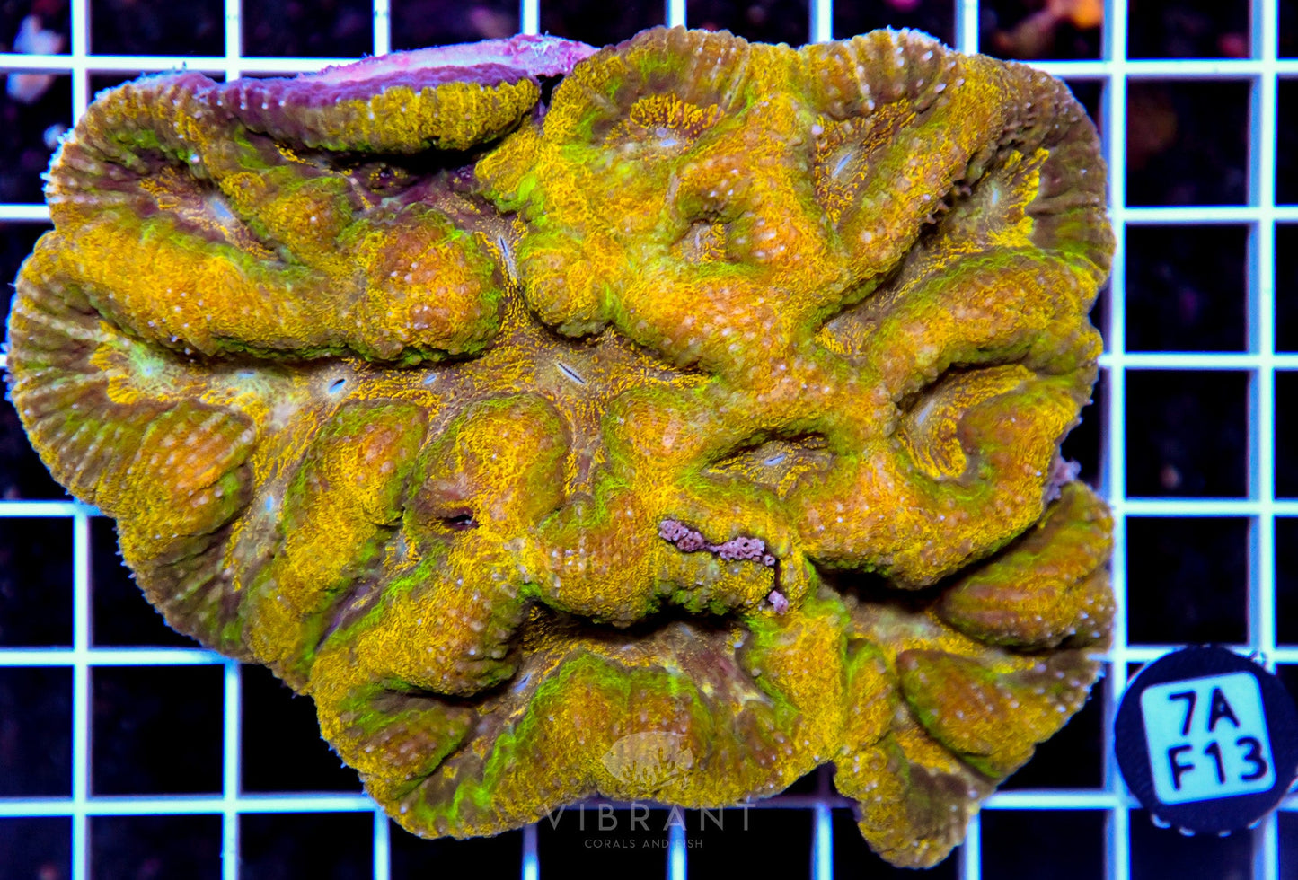 Symphyllia INDO W