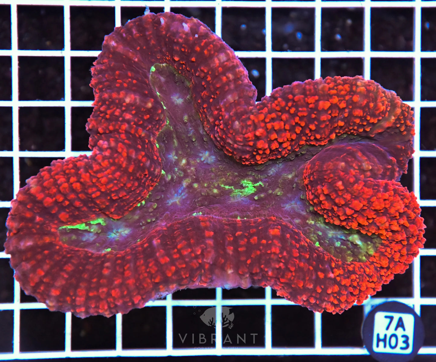 Symphyillia AUS