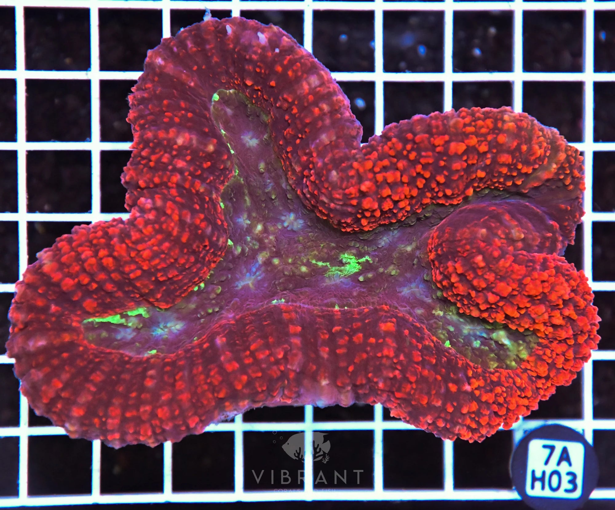 Symphyillia AUS