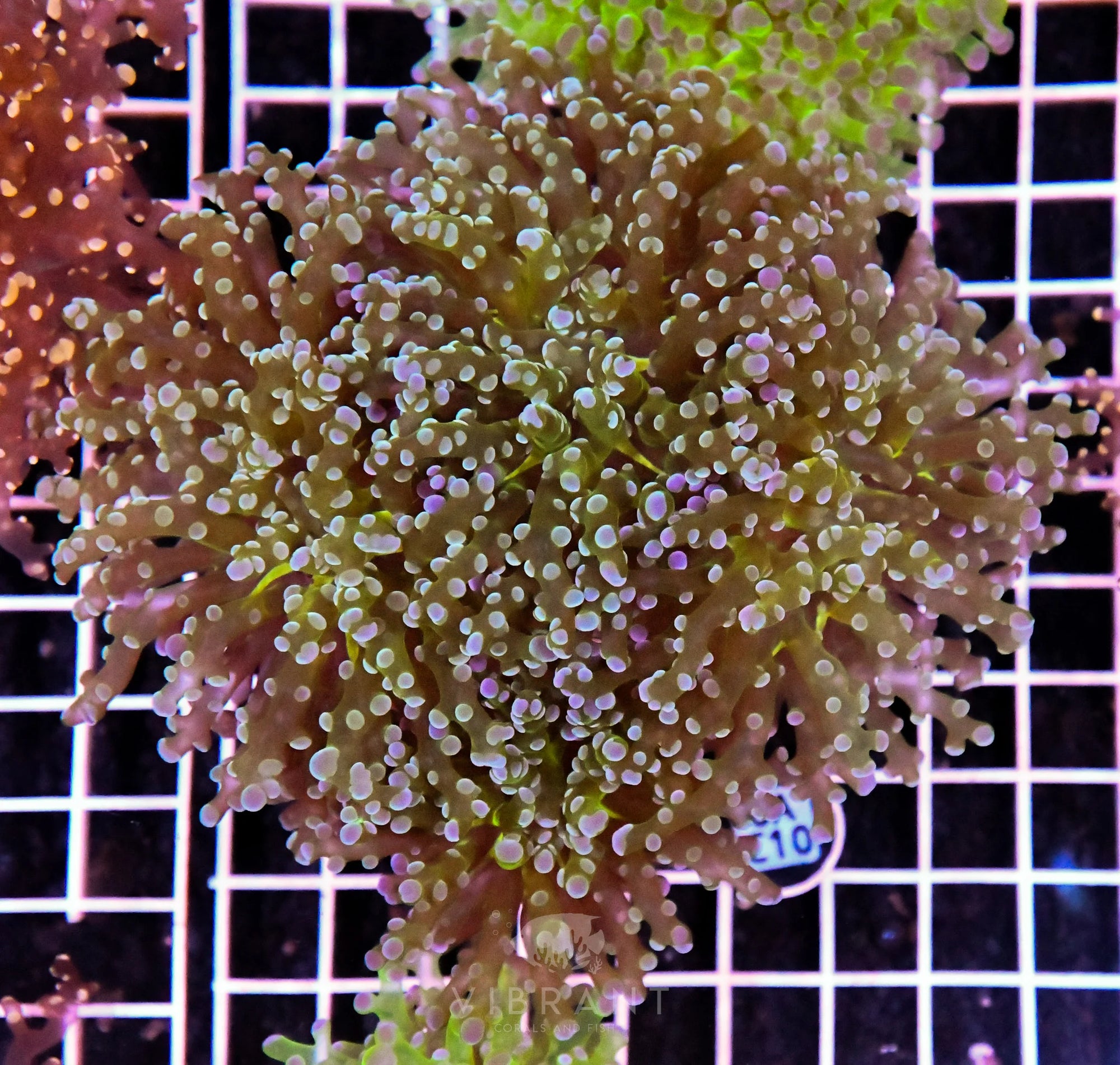 Octospawn Branching INDO