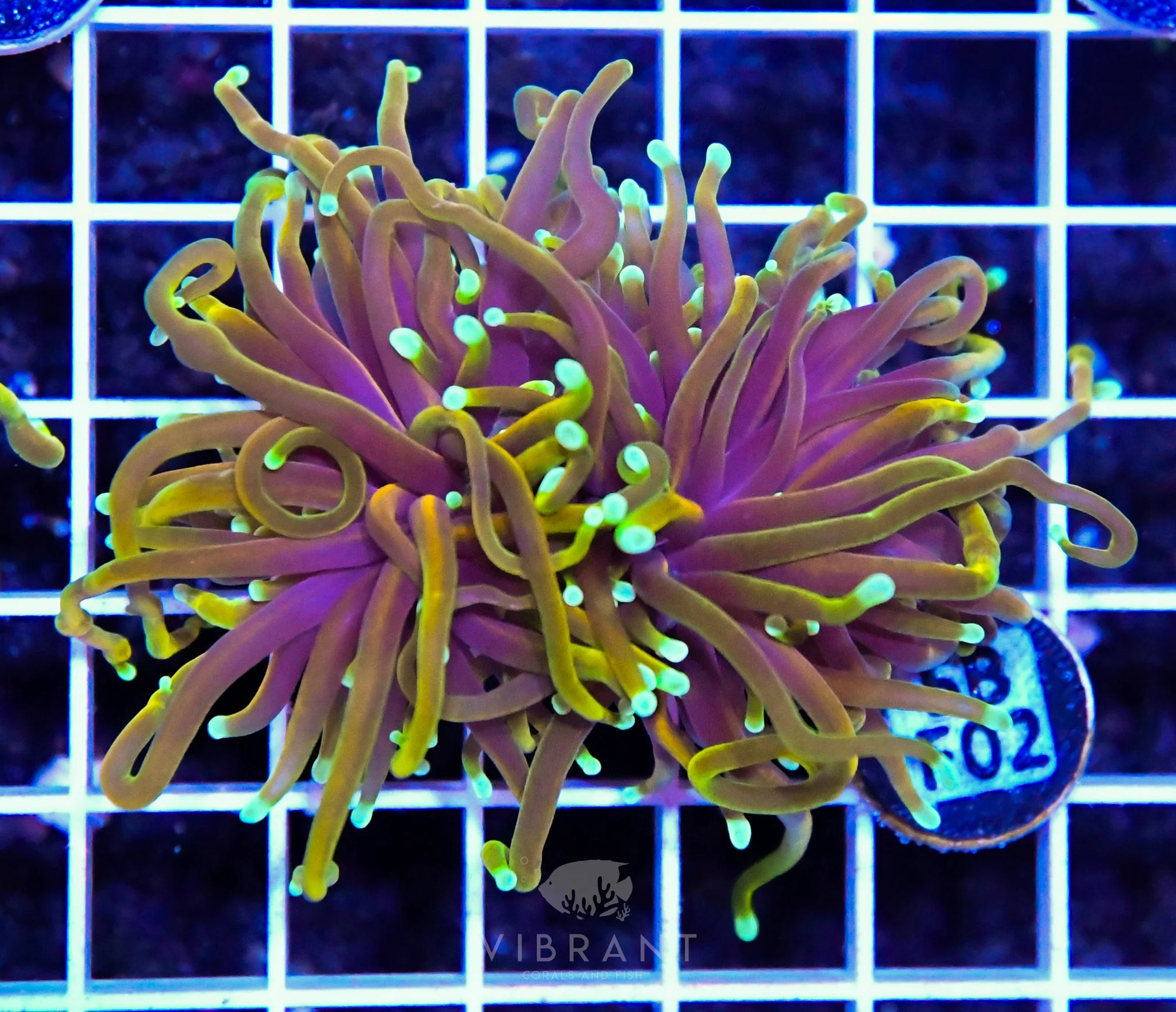 Frag Torch INDO W