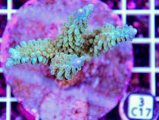 Acro INDO