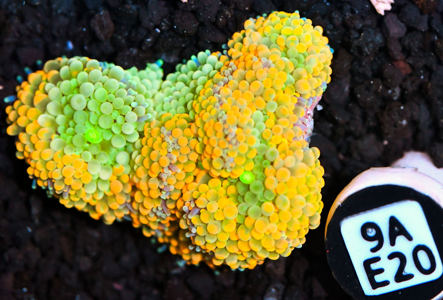 Ricordea Mushroom