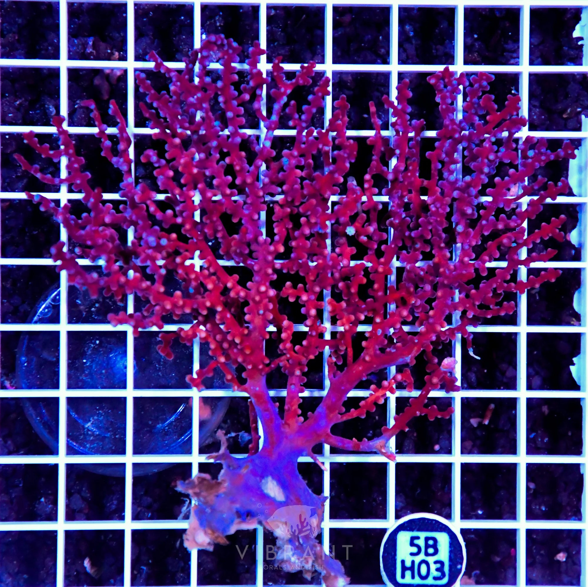 Gorgonian INDO W