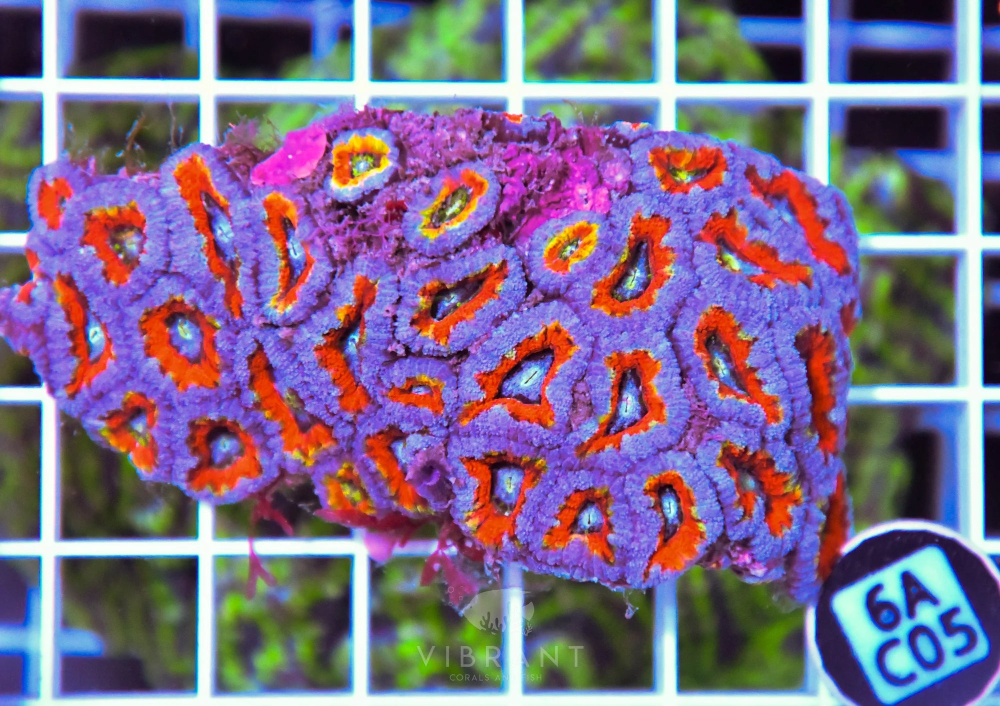 Acan Lord AUS