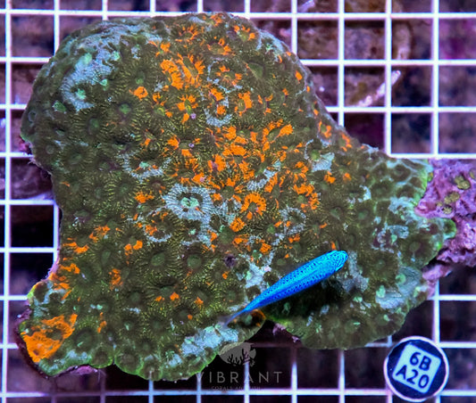 Acan Echinata INDO W