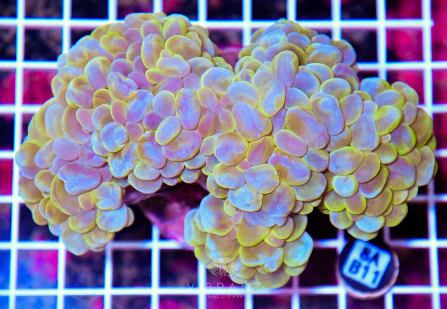 Bubble Coral INDO