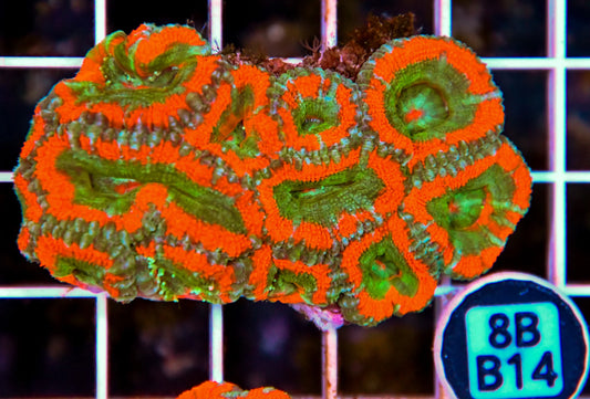 Micromussa WAUS